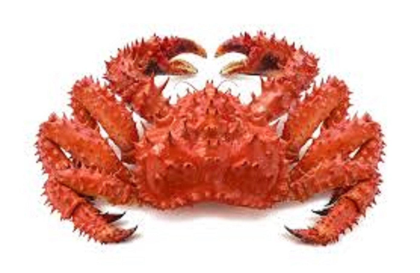 Колючий краб целый мороженный